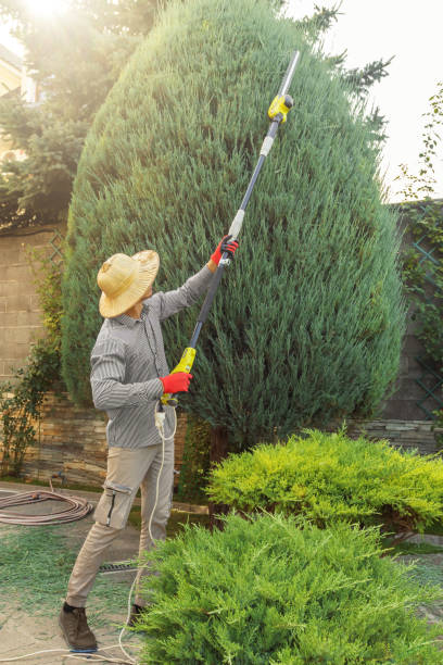 Best Lawn Pest Prevention  in Bel Nor, MO