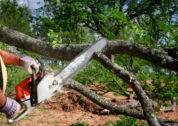 Best Tree Trimming and Pruning  in Bel Nor, MO